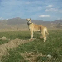 سگ یک سال نیم