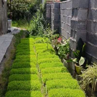 باکس نشا هاشمی درجه یک ، توم برنج هاشمی ماسال