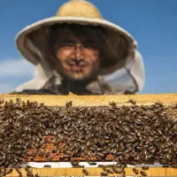 عسل طبیعی چهل چشمه روستای دەرەوزان