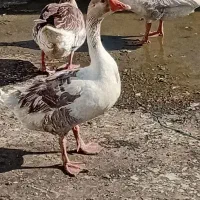 غاز ماده تخم بوقلمون تخم گذار