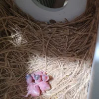 فنچ گلدین جوجه|پرنده|کرمان, |دیوار