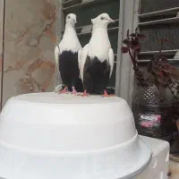 دمسیاه وسینه سیاه