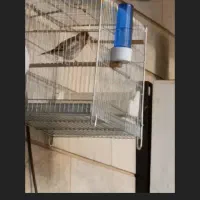 سهره قناری|پرنده|پاکدشت, حصار امیر|دیوار