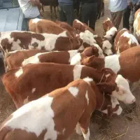 ترمینال گوساله ترکمنصحرابابهترین نژادسودآوری بالا