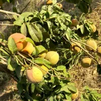 باغ میوه بارده|فروش خانه و ویلا|نظرآباد, نجم آباد|دیوار