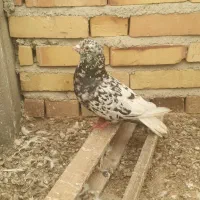 کبوتر سرور دمسفید