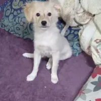 سگ پامر اشپیتز|سگ|قدس, شهر‌قدس|دیوار