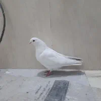 کبوتر کفتر|پرنده|ساوه, |دیوار