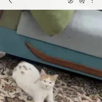 واگذاری گربه|گربه|شیراز, صنایع الکترونیک|دیوار