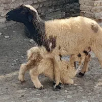 میش بره دار