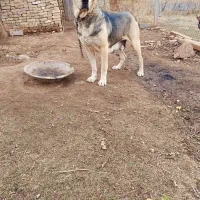 سگ پژدر