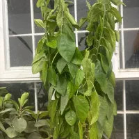 گل طبیعی عنکبوتی|گل و گیاه طبیعی|شهرکرد, |دیوار