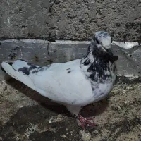 فروش تعدادی کبوتر همه چی تموم و‌به شرط|پرنده|اصفهان, باتون|دیوار