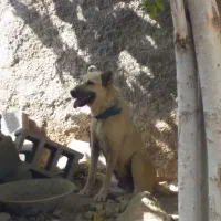 سگ ماده دزدیده شده|حیوانات|سرپل ذهاب, |دیوار