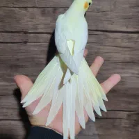 عروس هلندی دونه خور کاملا دستی