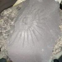 فسیل تنه. درخت