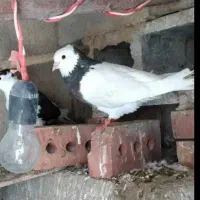 ساعت وطوقی