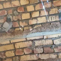 3تا کبوتر سبزوار دوتا نر 1ماده معاوضه با جوجه