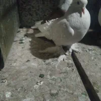 کبوتر یک کتف فروشی