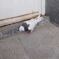 گمشده|حیوانات|اهواز, پردیس دو|دیوار