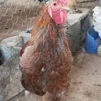 تخم نطفه دار ویاندوت