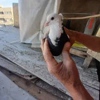 کبوتر