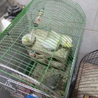 عروس هلندی نر سخنگو