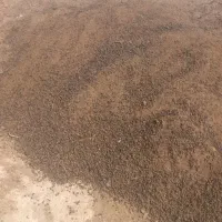 پخش انواع کود گوسفندی وگاوی