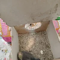 عروس هلندی|پرنده|مبارکه, |دیوار