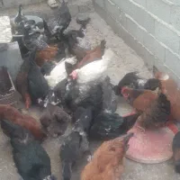 مرغ تخم گذار۴۰۰نزدیک به تخم ۳۰۰اردک خارجی ۴۰۰