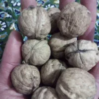 تخمه خوی کاندایی