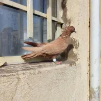 ماده زرد آنتیک