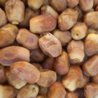 قصب(خرمای)زاهدی|عمده‌فروشی|جهرم, |دیوار