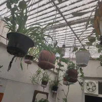 گل گندمی|گل و گیاه طبیعی|تهران, جوادیه|دیوار