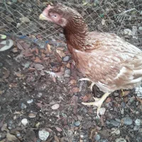 مرغ لاری|حیوانات مزرعه|رشت, فلسطین|دیوار