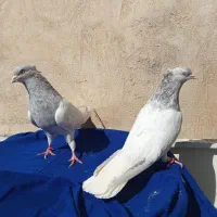 کفتر کله الماسی رو تخم