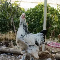 خروس برهما|حیوانات مزرعه|بن, |دیوار