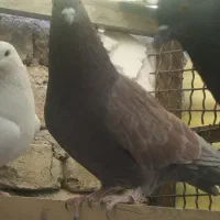 کفتر گرگی وسرخ|پرنده|تهران, شهرک رضویه|دیوار