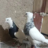 طوقی الماسی|پرنده|زابل, |دیوار