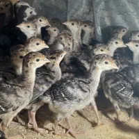 جوجه بوقلمون برنز محلی ۱۴ روزه واکسن خورده