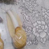 حلزون کلاژن ساز|خزنده|فشاپویه, |دیوار