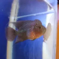 ماهی سیچیلاید ماهی فلاور بچه فلاور