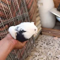 کبوتر|پرنده|شیراز, کرونی(خاتونک)|دیوار