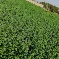 بذر یونجه گهی ایرانشهری گرمسیری