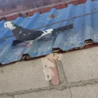 فروش تعدادی کبوتر پرشی دهنجور|پرنده|نقده, |دیوار