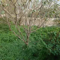 فروش زمین مسکونی|فروش زمین و ملک کلنگی|پل سفید, |دیوار