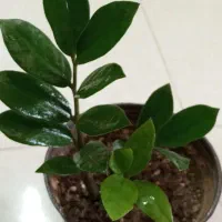 زاموفولیا قیمت مناسب