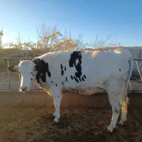 گاو شیری گوساله نر و ماده