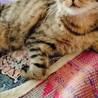 گربه خانگی|گربه|مرند, |دیوار