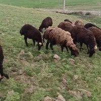 فروش ۹راس میش زایده برها بزرگ میشها جوان